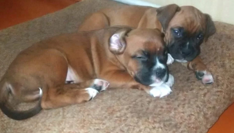 two-male-boxer-puppies-looking-for-a-home-in-florida-big-1