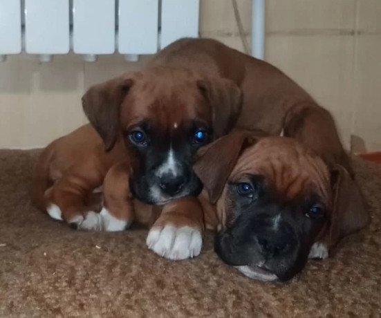 two-male-boxer-puppies-looking-for-a-home-in-florida-big-0