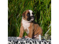 boxer-puppies-in-pa-small-1