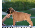 boxer-puppies-in-pa-small-2