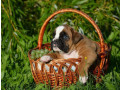 boxer-puppies-in-pa-small-0