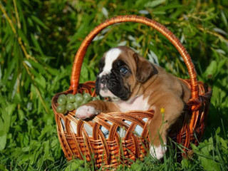 Boxer Puppies in PA