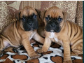 boxer-puppies-2-males-1-female-in-boston-ma-massachusetts-small-0