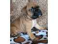 boxer-puppies-2-males-1-female-in-boston-ma-massachusetts-small-4