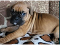 boxer-puppies-2-males-1-female-in-boston-ma-massachusetts-small-2