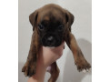 boxer-puppies-2-males-1-female-in-boston-ma-massachusetts-small-3