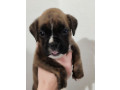 boxer-puppies-2-males-1-female-in-boston-ma-massachusetts-small-1