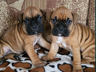 Boxer Puppies 2 Males, 1 Female in Boston, MA (Massachusetts)