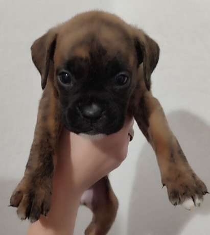 boxer-puppies-2-males-1-female-in-boston-ma-massachusetts-big-3