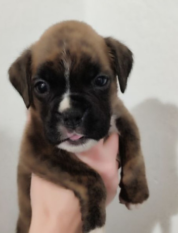 boxer-puppies-2-males-1-female-in-boston-ma-massachusetts-big-1