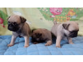 two-female-and-one-male-pug-puppies-looking-for-a-home-in-tx-texas-small-1