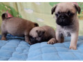 two-female-and-one-male-pug-puppies-looking-for-a-home-in-tx-texas-small-3