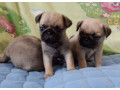 two-female-and-one-male-pug-puppies-looking-for-a-home-in-tx-texas-small-2