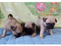 two-female-and-one-male-pug-puppies-looking-for-a-home-in-tx-texas-small-0