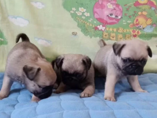 Two Female and One Male Pug Puppies Looking for a Home in TX (Texas)