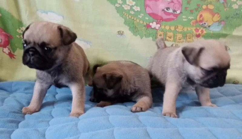 two-female-and-one-male-pug-puppies-looking-for-a-home-in-tx-texas-big-1