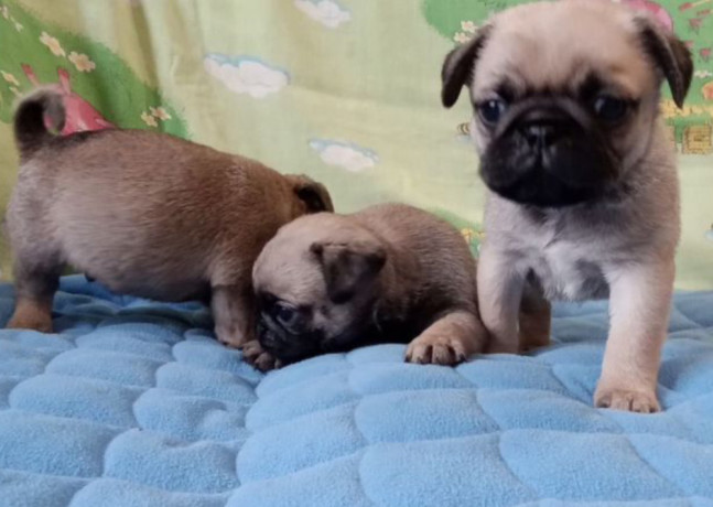 two-female-and-one-male-pug-puppies-looking-for-a-home-in-tx-texas-big-3