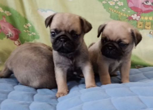 two-female-and-one-male-pug-puppies-looking-for-a-home-in-tx-texas-big-2