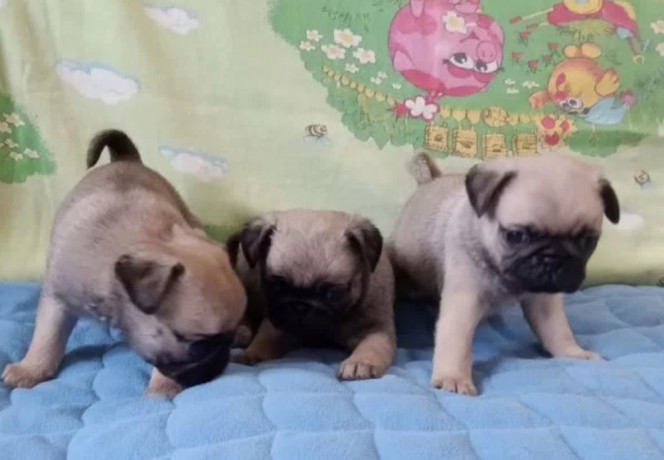 two-female-and-one-male-pug-puppies-looking-for-a-home-in-tx-texas-big-0