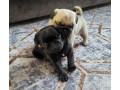 two-female-pugs-ready-to-go-to-a-new-home-in-fl-florida-small-0