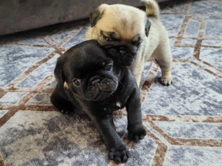 Two Female Pugs Ready to Go to a New Home in FL (Florida)