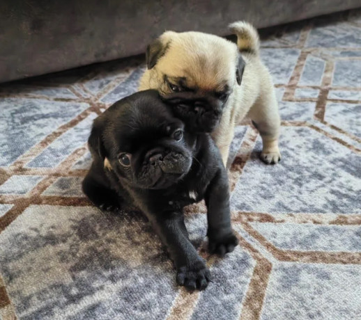 two-female-pugs-ready-to-go-to-a-new-home-in-fl-florida-big-0