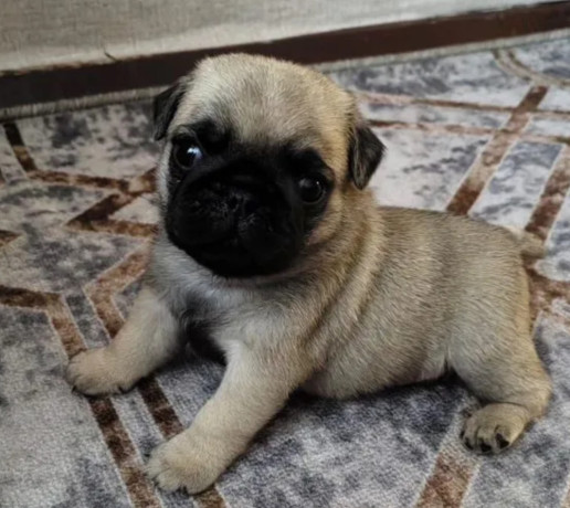 two-female-pugs-ready-to-go-to-a-new-home-in-fl-florida-big-1