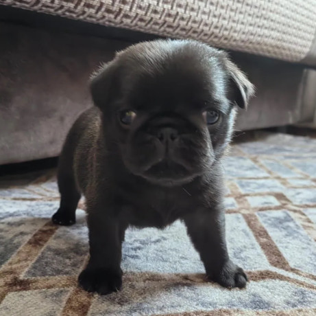 two-female-pugs-ready-to-go-to-a-new-home-in-fl-florida-big-2