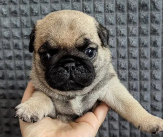 two-female-pugs-ready-to-go-to-a-new-home-in-fl-florida-big-3