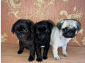 funny-pugs-for-sale-in-az-arizona-small-6