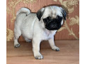 funny-pugs-for-sale-in-az-arizona-small-4