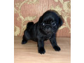 funny-pugs-for-sale-in-az-arizona-small-5