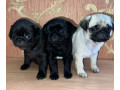 funny-pugs-for-sale-in-az-arizona-small-1