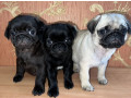 funny-pugs-for-sale-in-az-arizona-small-0