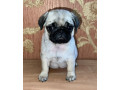 funny-pugs-for-sale-in-az-arizona-small-2