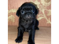 funny-pugs-for-sale-in-az-arizona-small-3