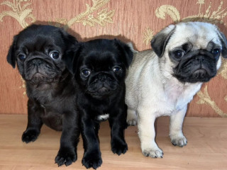 Funny Pugs for Sale in AZ (Arizona)