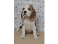 beagle-puppies-for-sale-in-ca-california-small-1