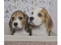 beagle-puppies-for-sale-in-ca-california-small-0