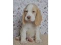 beagle-puppies-for-sale-in-ca-california-small-2