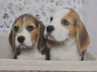 Beagle Puppies for Sale in CA (California)