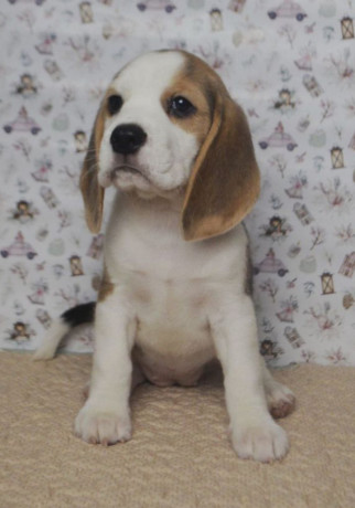 beagle-puppies-for-sale-in-ca-california-big-1