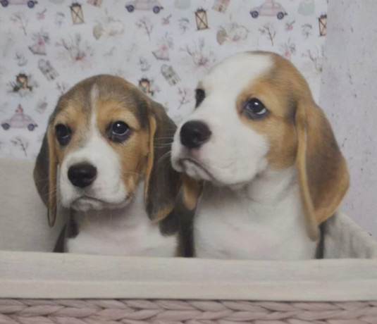 beagle-puppies-for-sale-in-ca-california-big-0