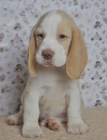 beagle-puppies-for-sale-in-ca-california-big-2