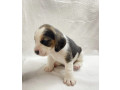 beagles-for-sale-in-mt-montana-small-1