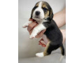 beagles-for-sale-in-mt-montana-small-2