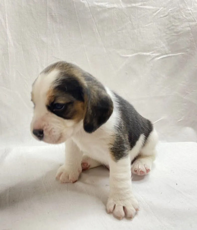 beagles-for-sale-in-mt-montana-big-1