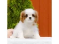 cavalier-king-charles-spaniel-puppies-available-for-sale-small-0