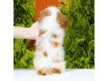 cavalier-king-charles-spaniel-puppies-available-for-sale-small-2