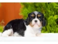 cavalier-king-charles-spaniel-puppies-available-for-sale-small-5